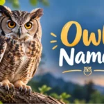Owl Names With Name Generator